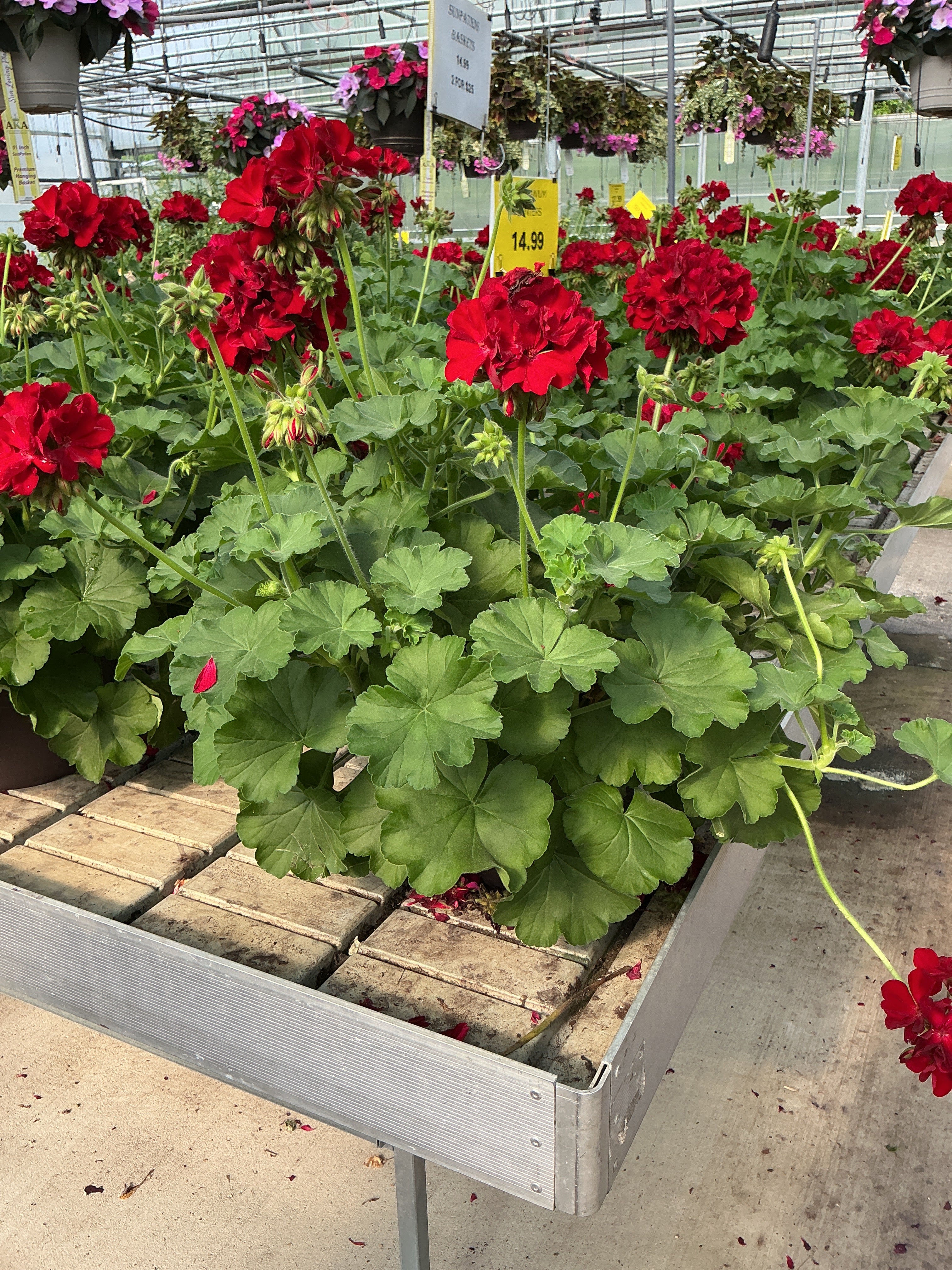Geranium Dynamo Red Dark - 10" Planter