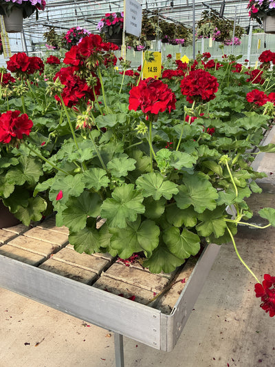 Geranium Dynamo Red Dark - 10" Planter