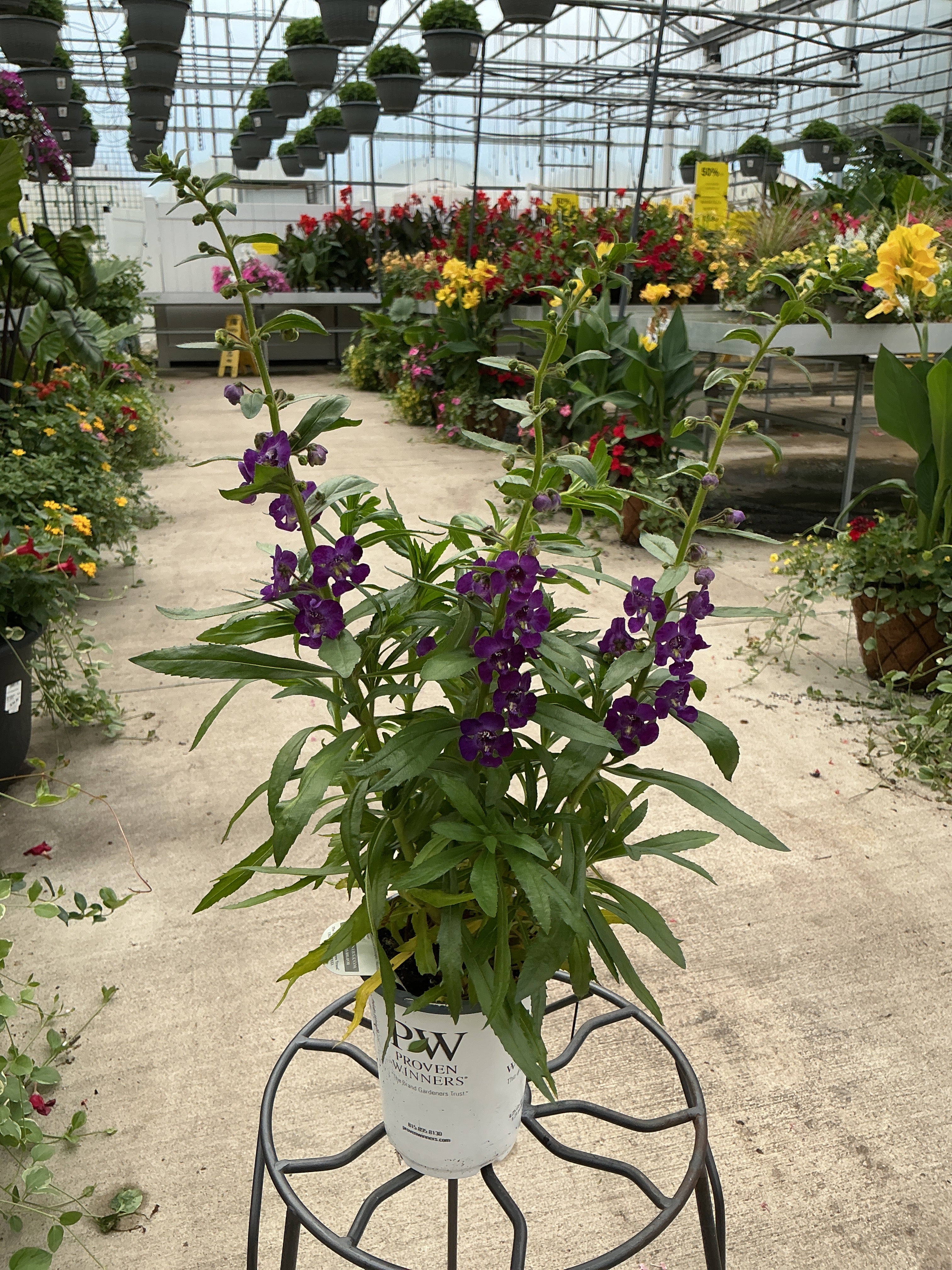 Angelface® Blue Summer Snapdragon Angelonia hybrid - 4.25" Proven Winners Annual