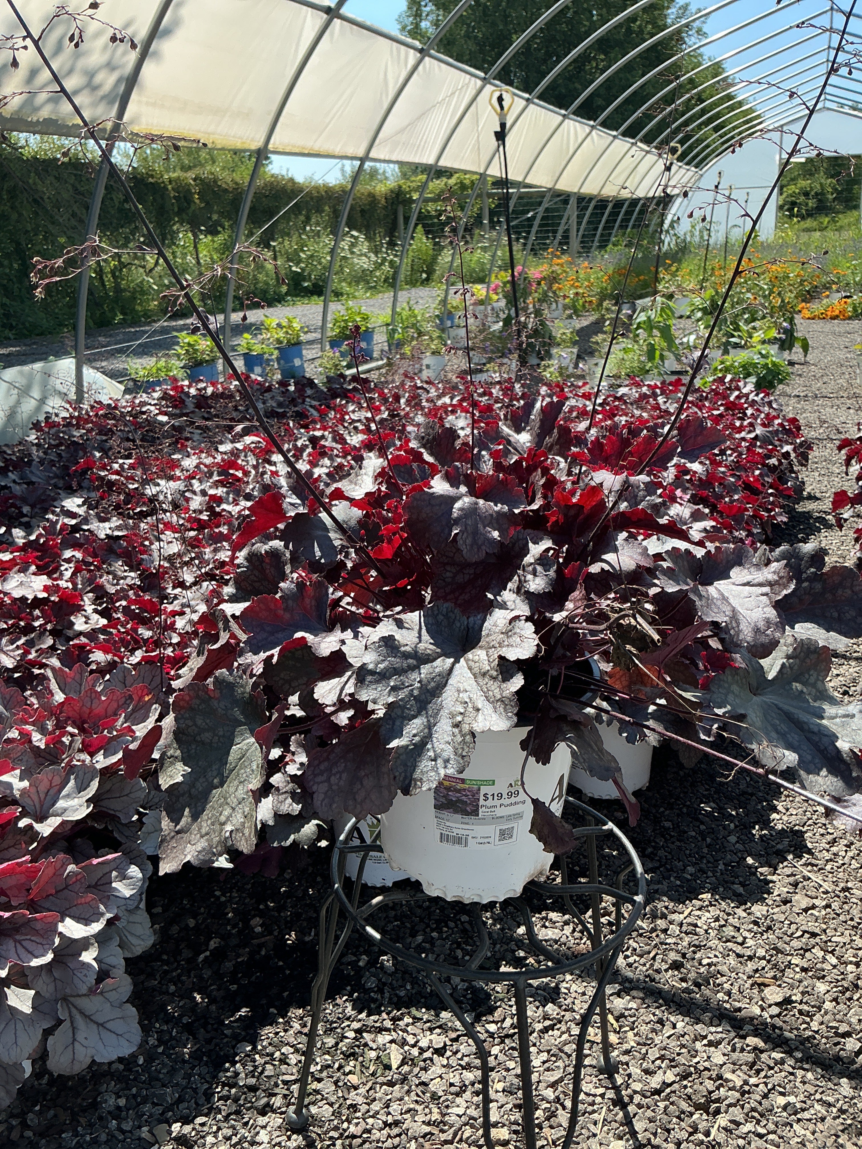 Heuchera Coral Bell Plum Pudding