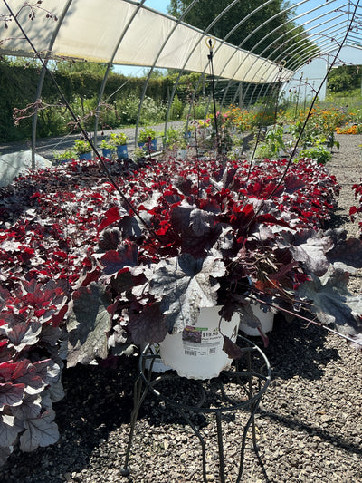 Heuchera Coral Bell Plum Pudding