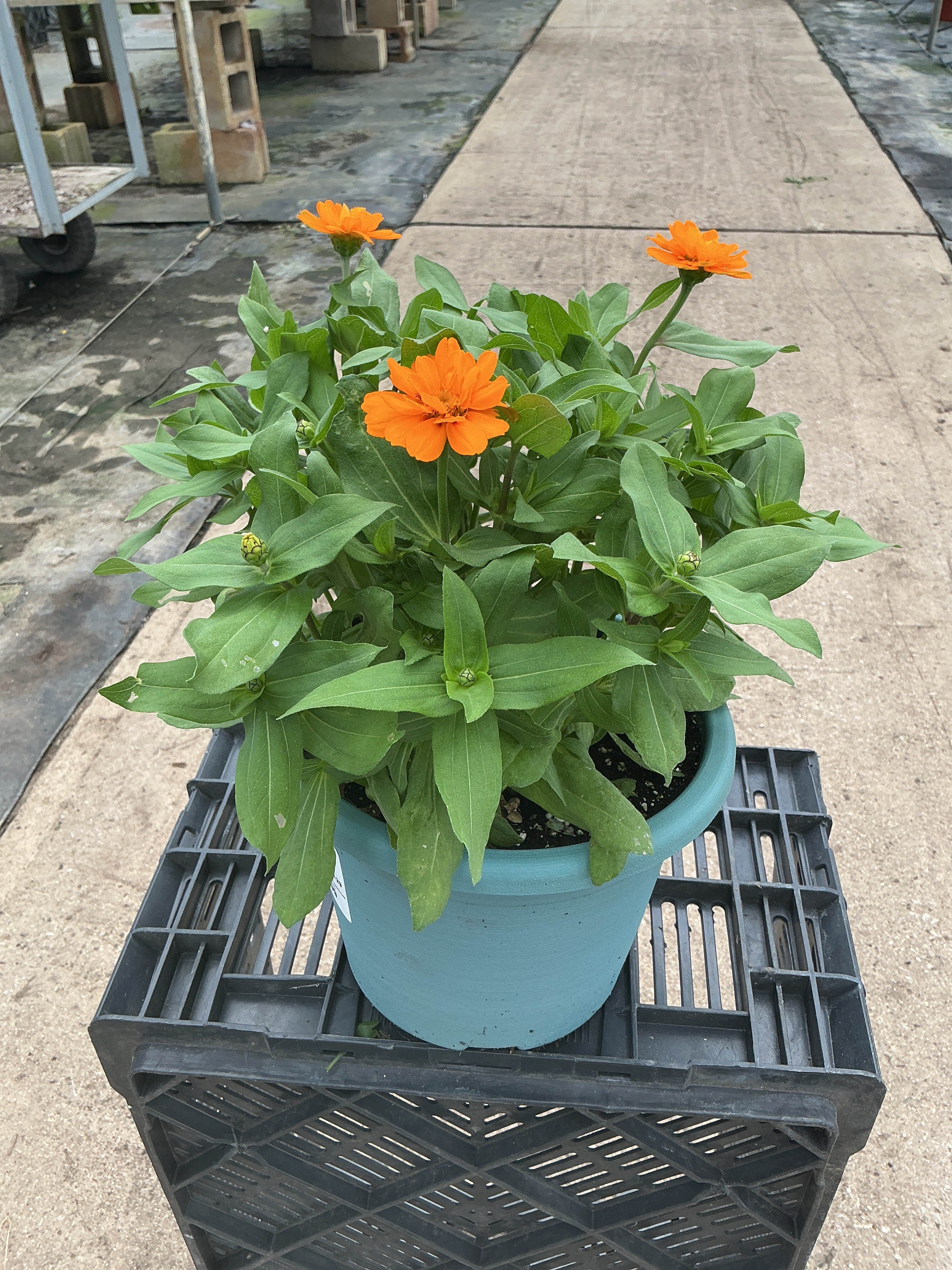 Zinnia Zahara Double Orange Bright - 8" Planter