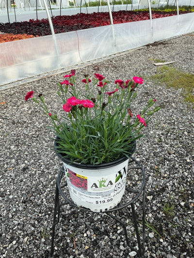 Dianthus Pinks Paint The Town Red - 6" Perennial