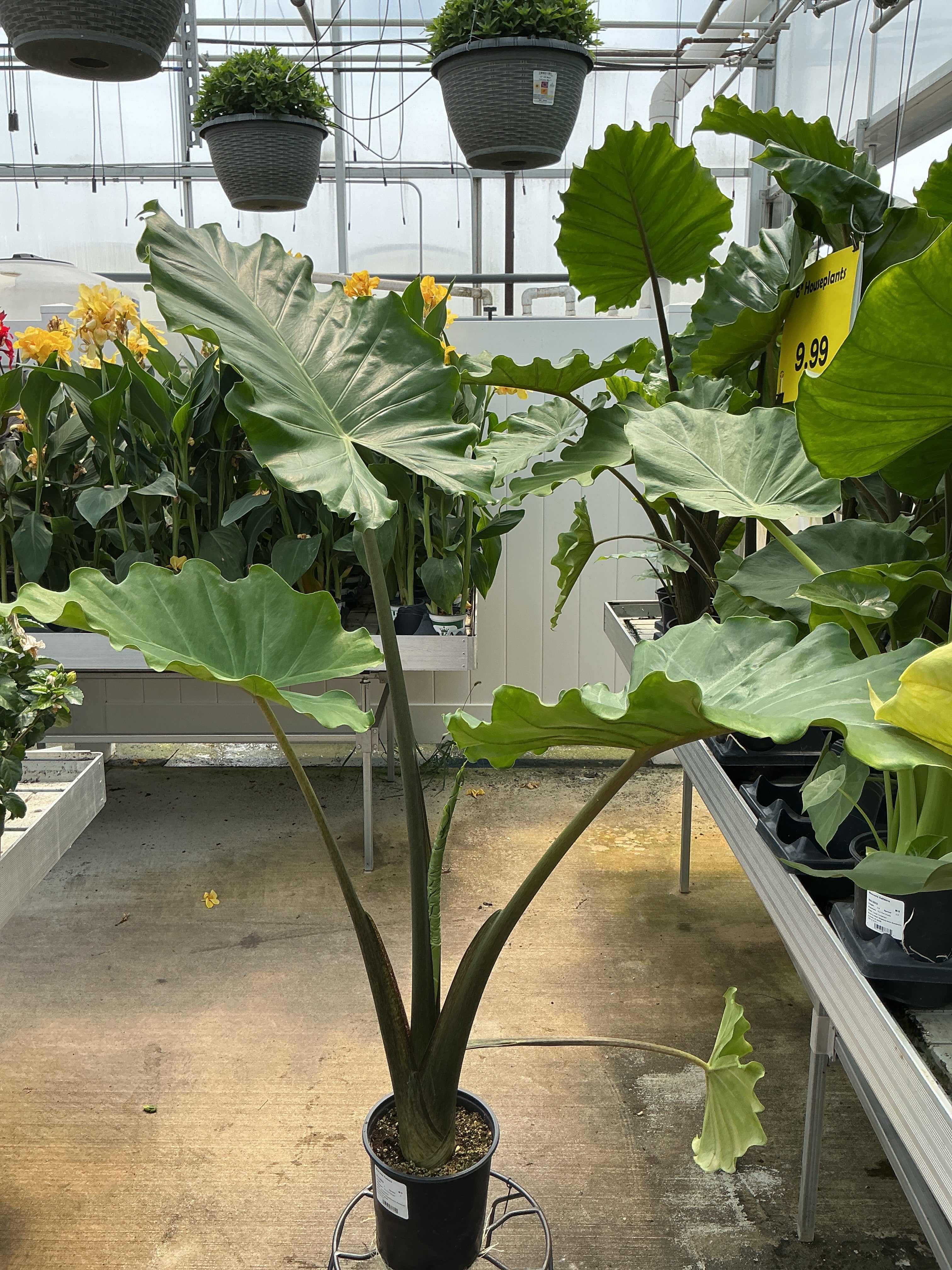 Alocasia Portora