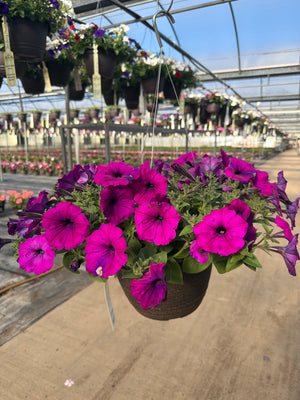 Petunia Easy Wave Violet - 11" Hanging Basket