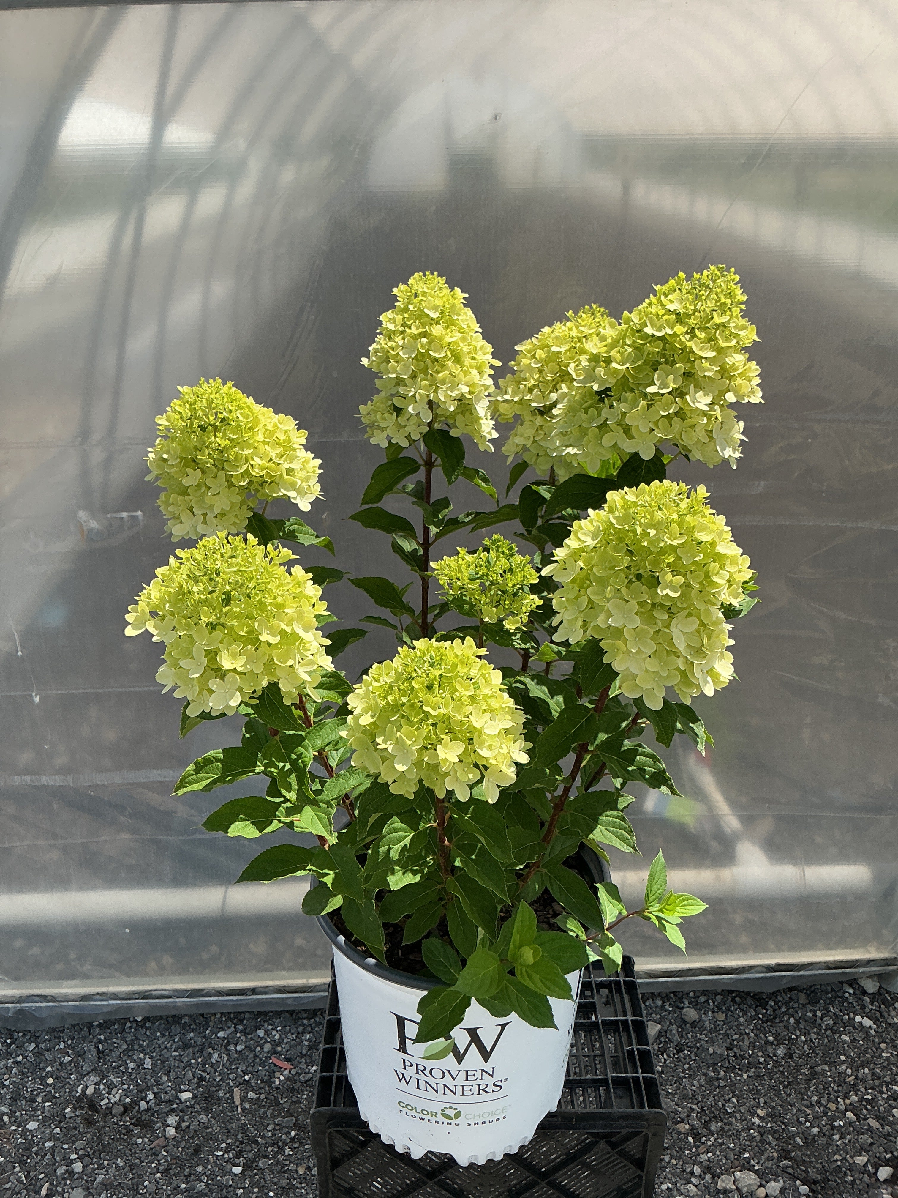 Hydrangea Limelight Prime