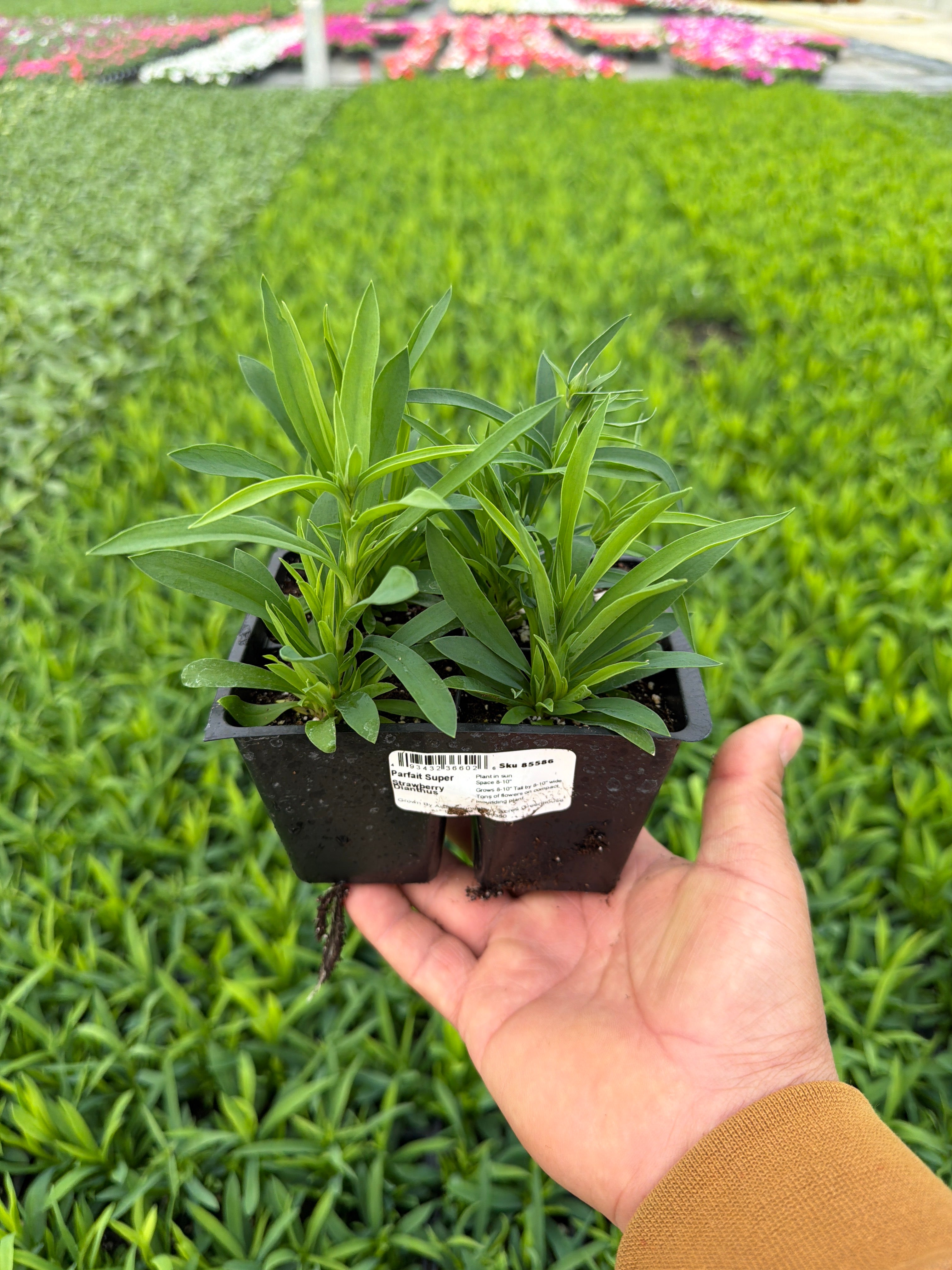 Dianthus Parfait Super Strawberry - 4 Pack Annual