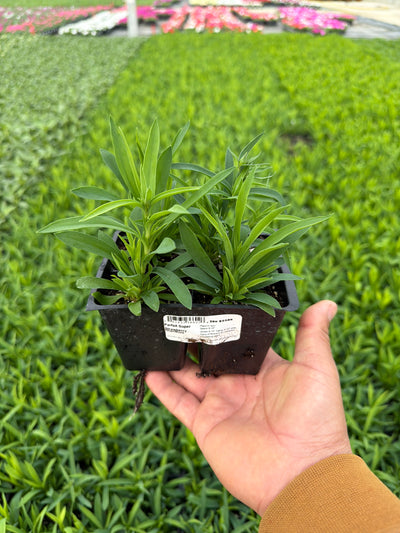 Dianthus Parfait Super Strawberry - 4 Pack Annual