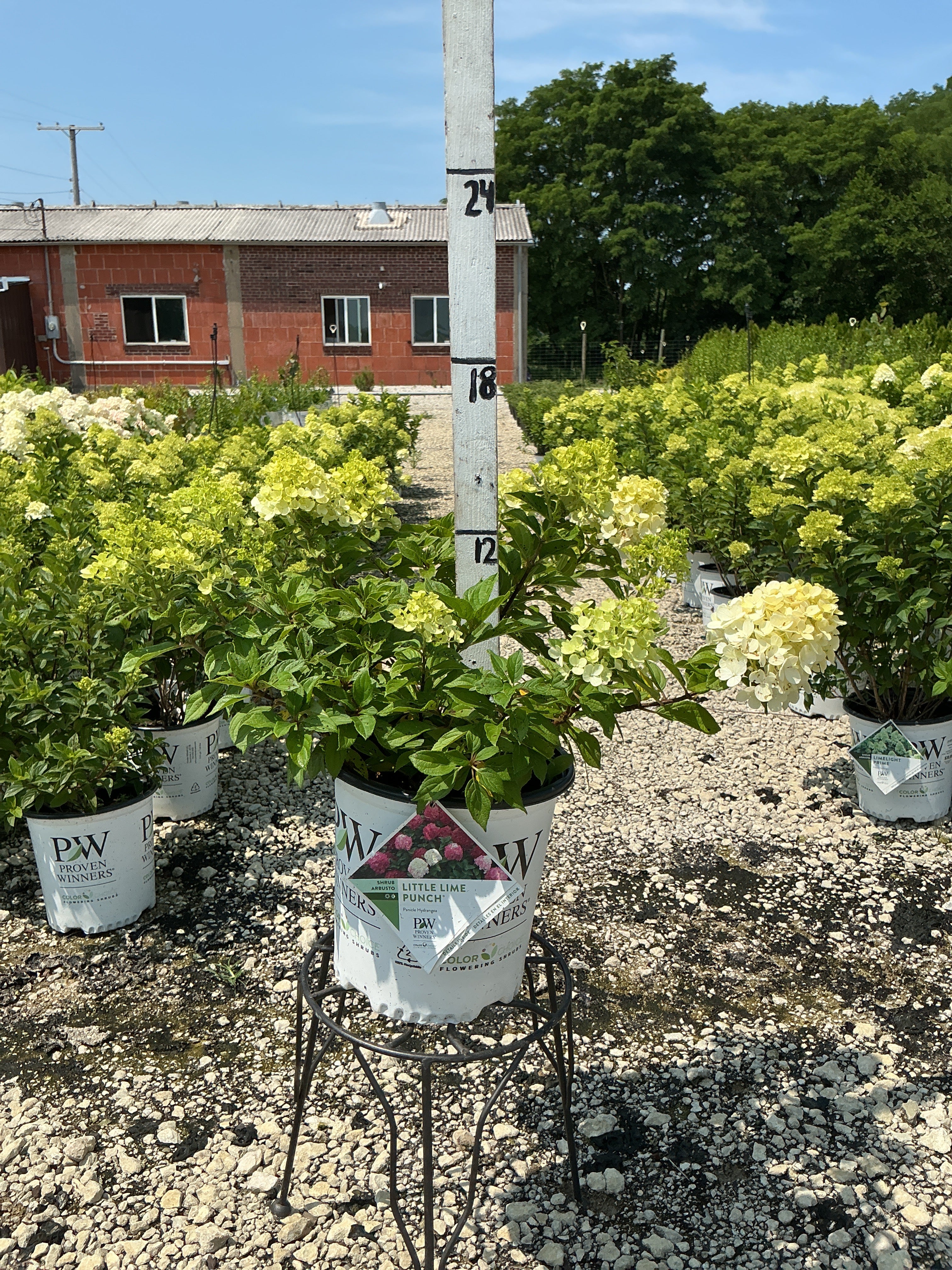 Hydrangea Little Lime Punch