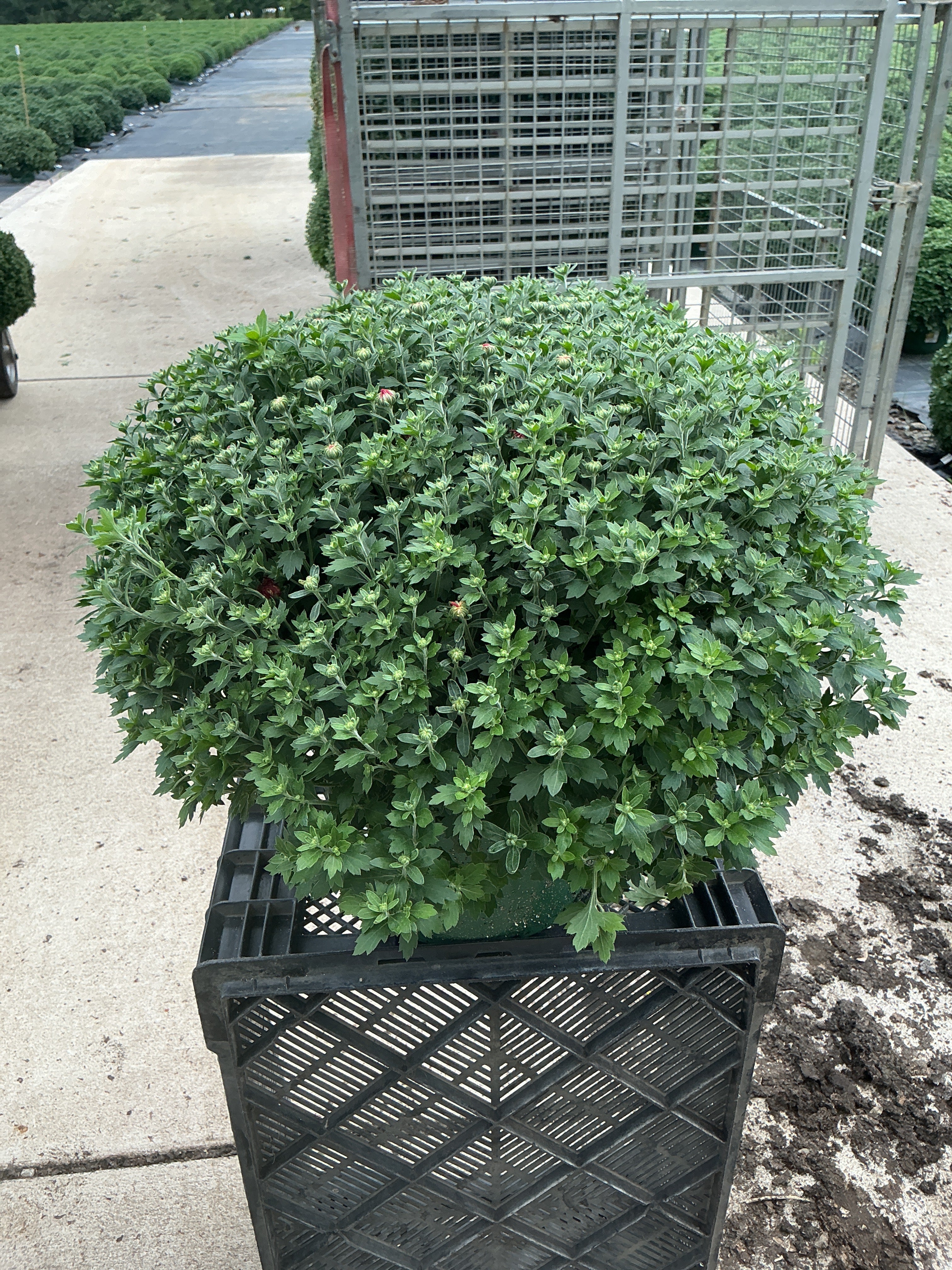 Kickin' Spicy Orange - 9"x6" Potted Garden Mum