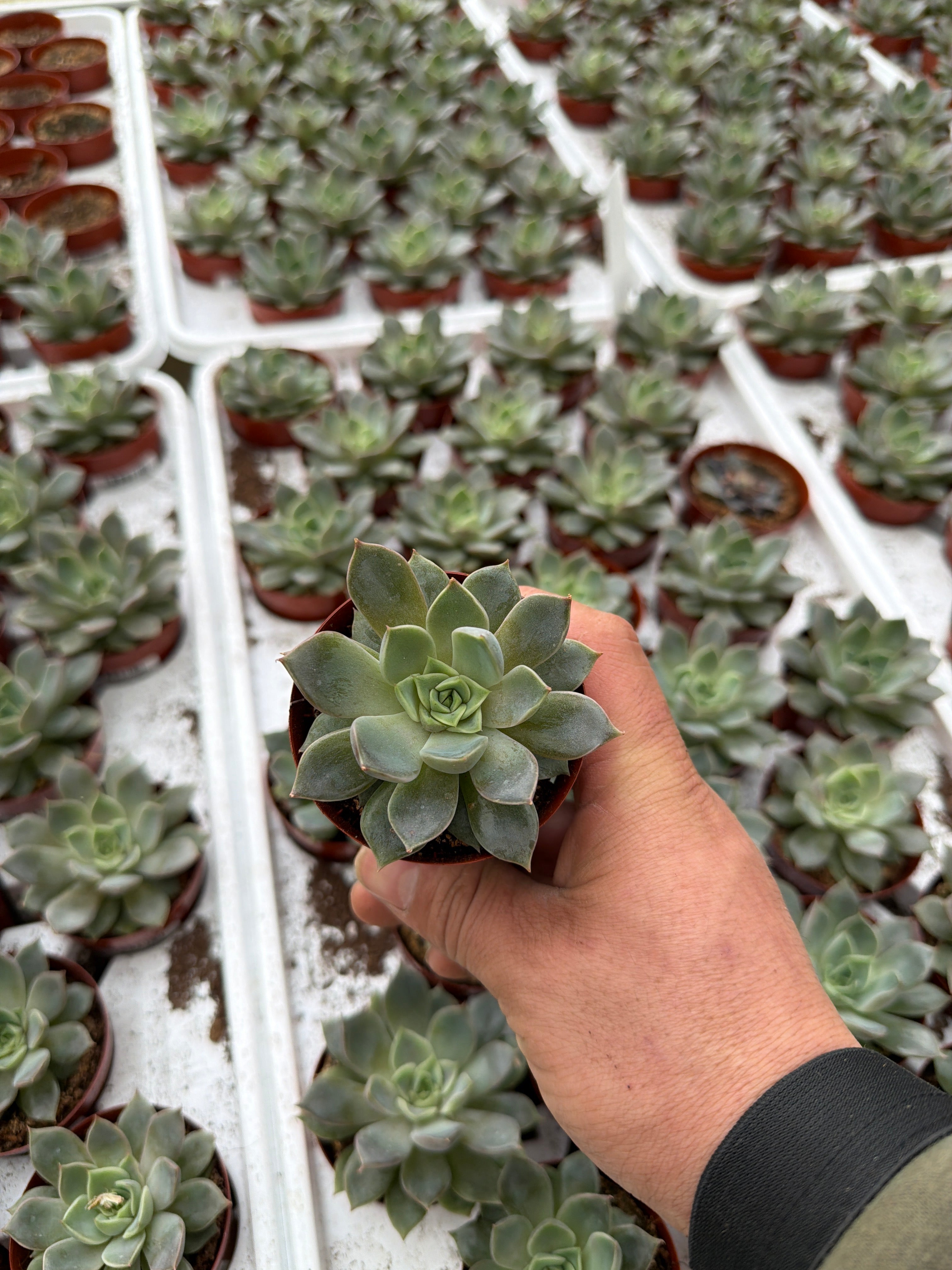 Echeveria Romance - 2.5" Succulent