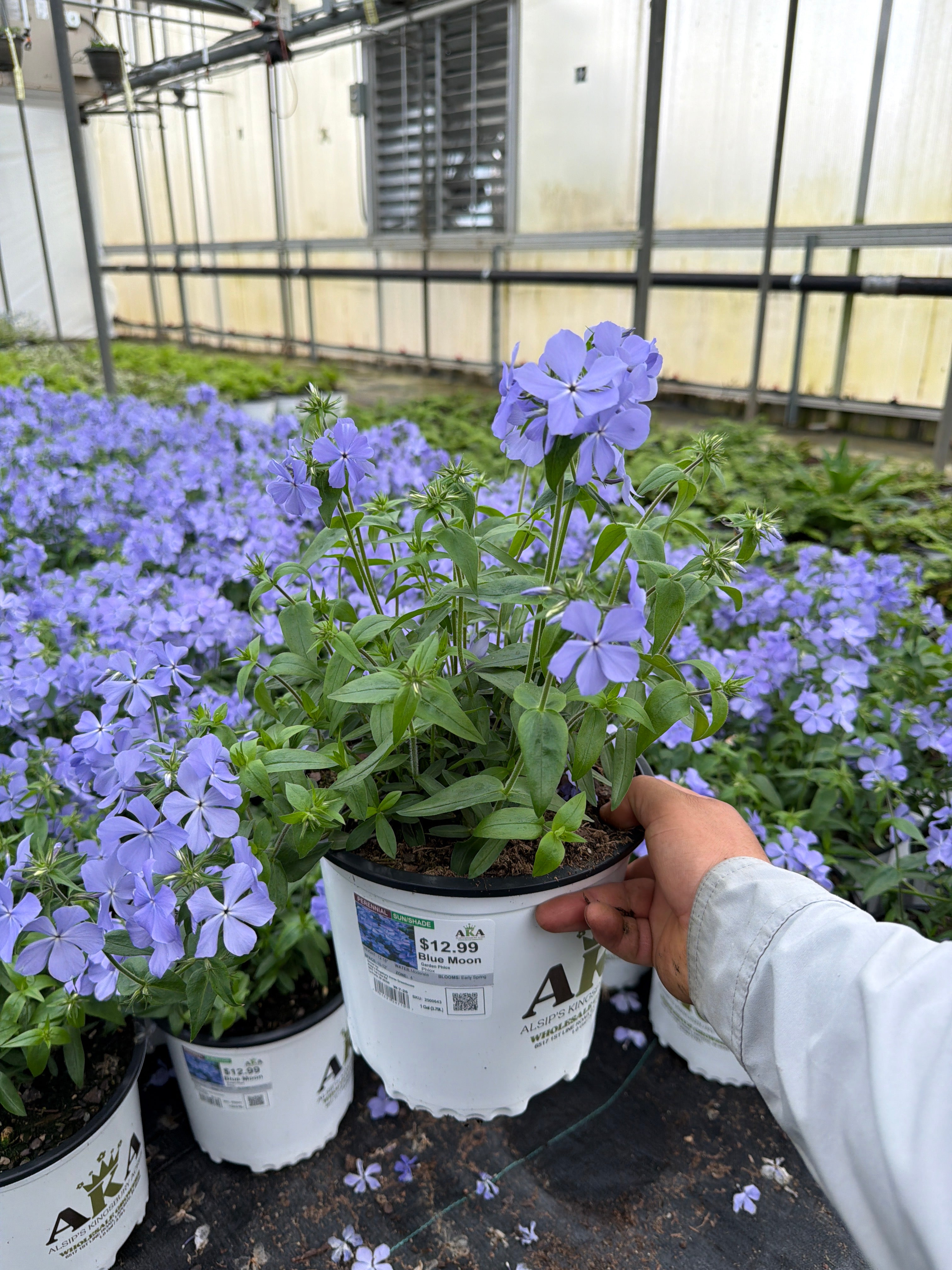 Phlox Garden Phlox Blue Moon