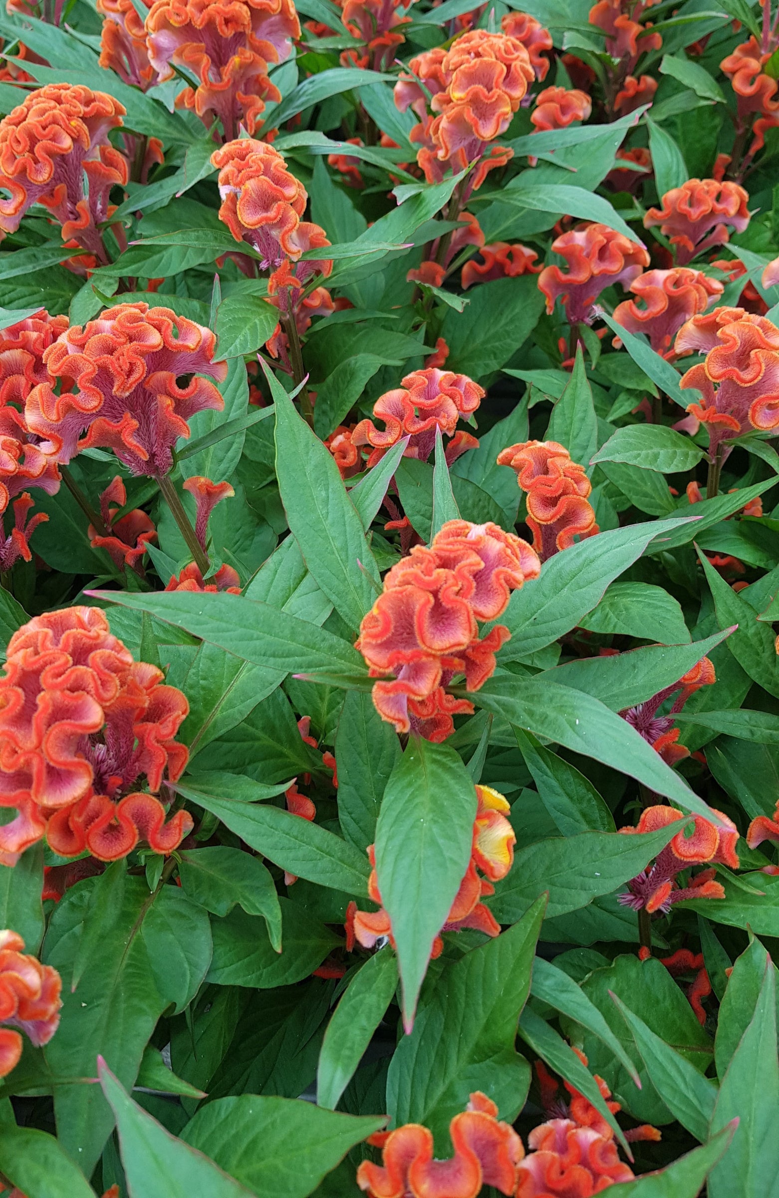 Celosia Twisted Dark Orange - 4.33" Premium Annual