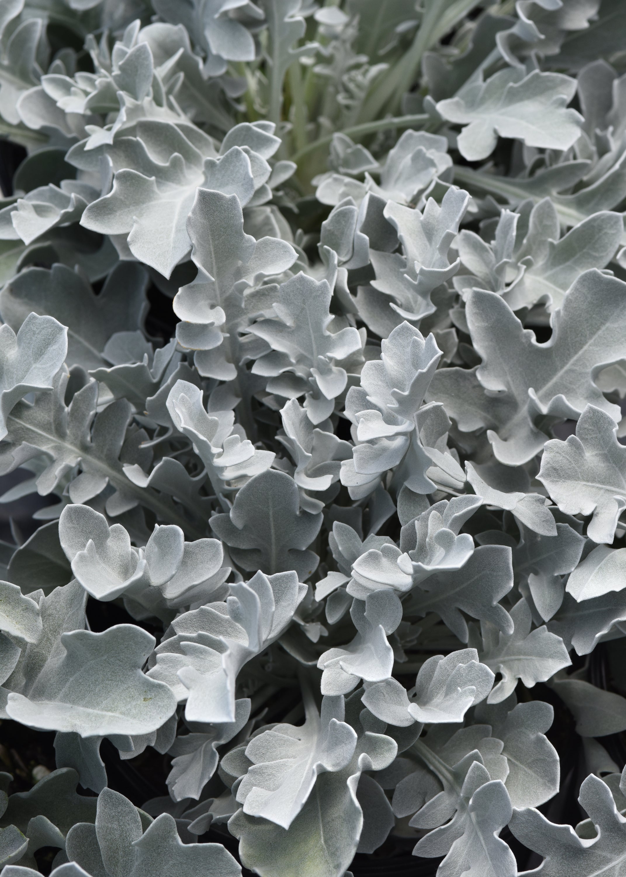 Centaurea Silver Swirl - 6.3" Premium Thriller Annual