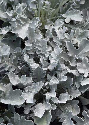 Centaurea Silver Swirl - 6.3" Premium Thriller Annual