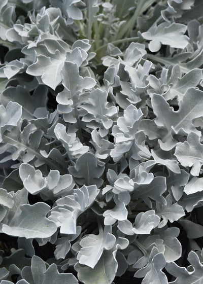 Centaurea Silver Swirl - 6.3" Premium Thriller Annual