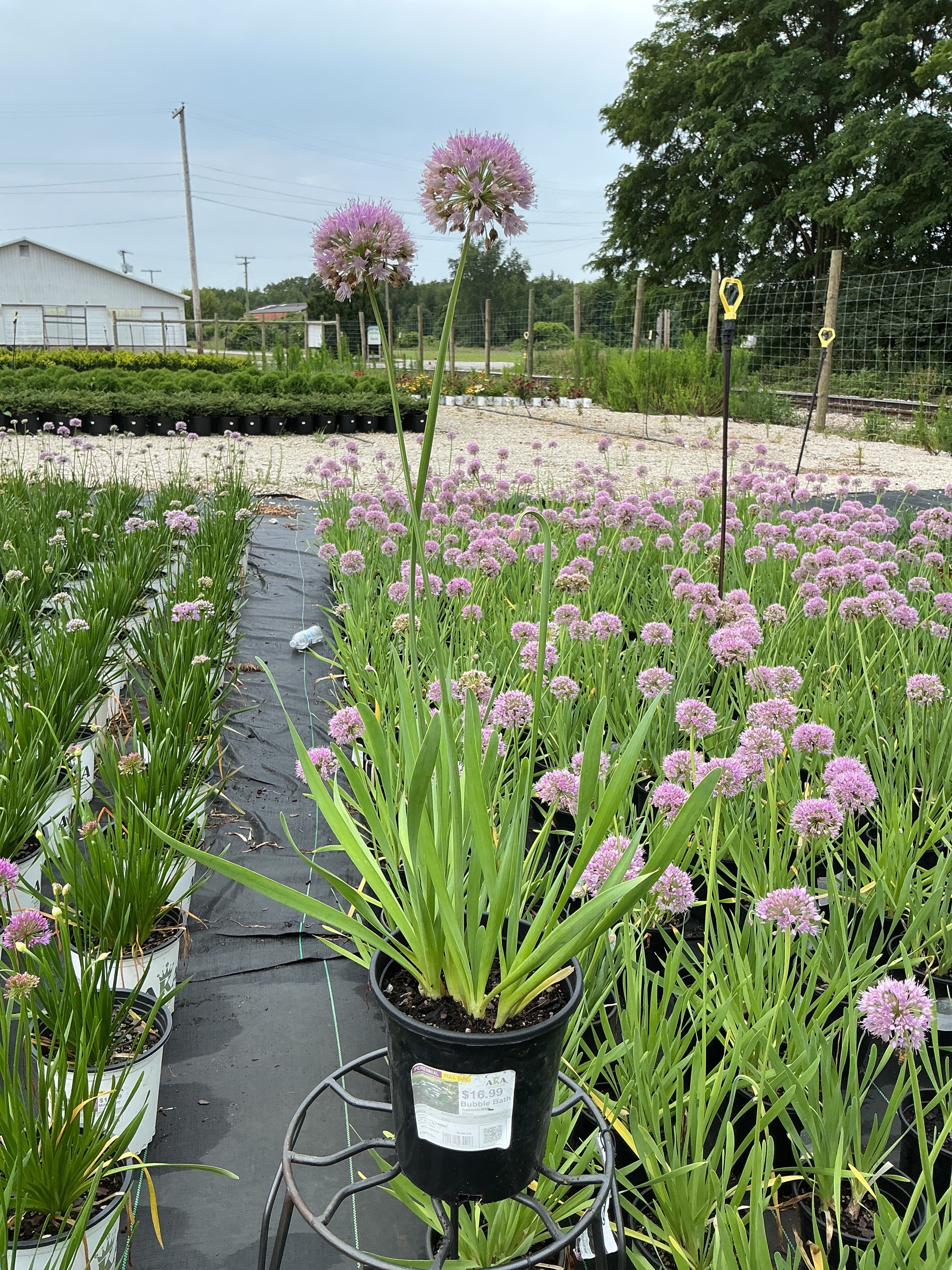 Allium Bubble Bath