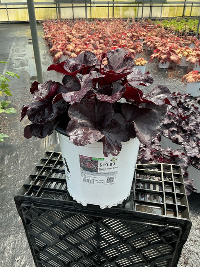 Heuchera Coral Bell Black Forest Cake