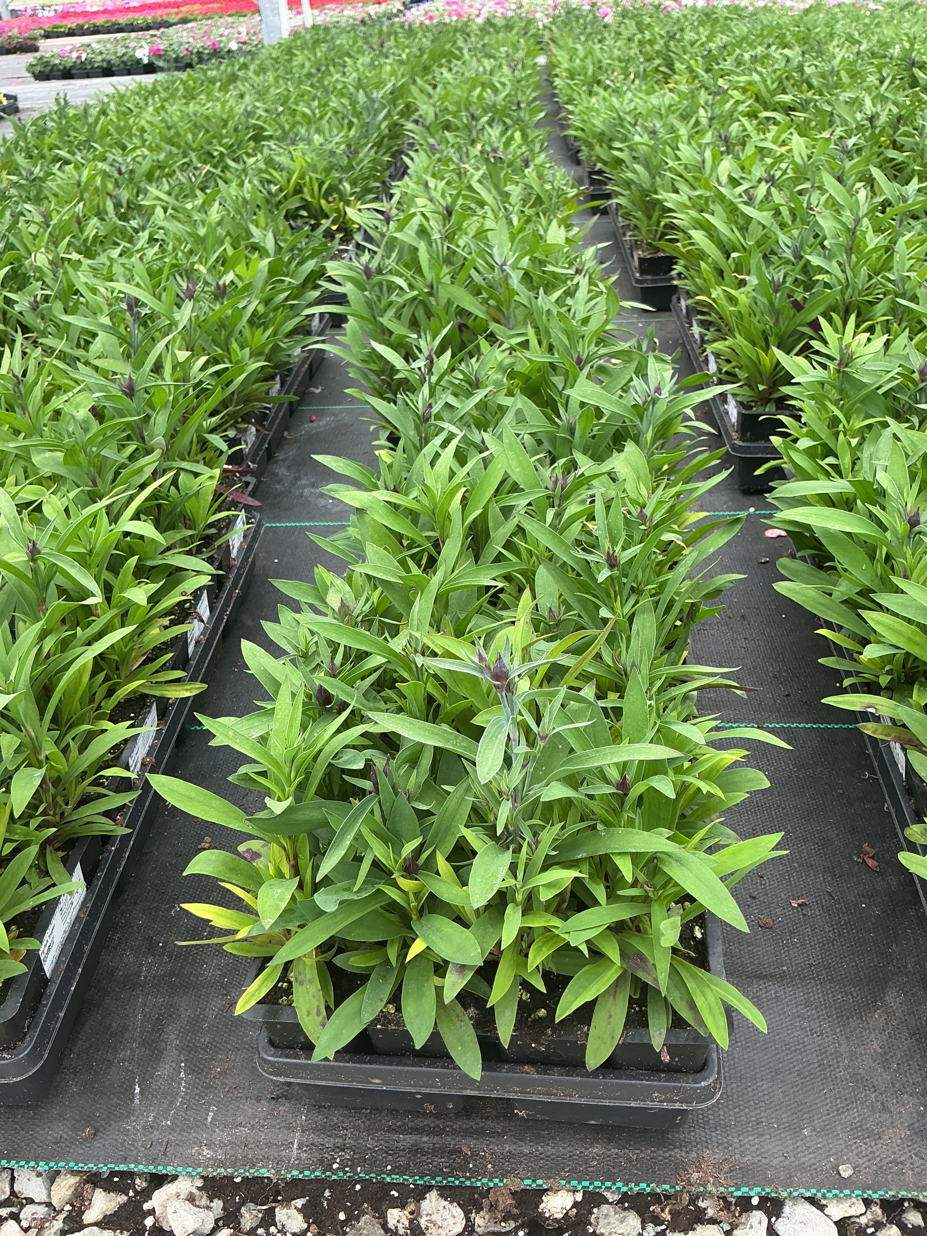 Dianthus Parfait Super Raspberry - 4 Pack Annual