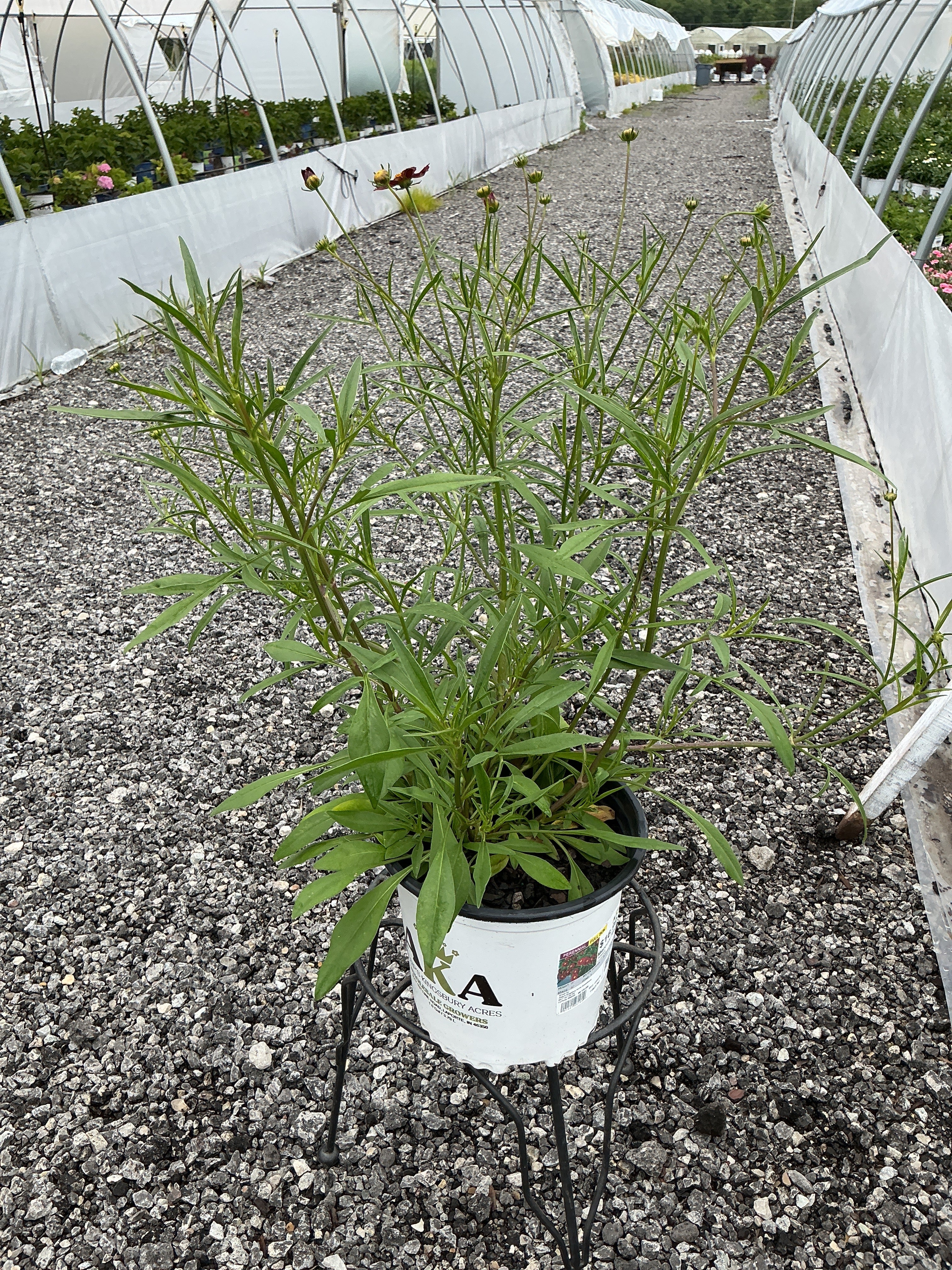 Coreopsis Tickseed Mercury Rising