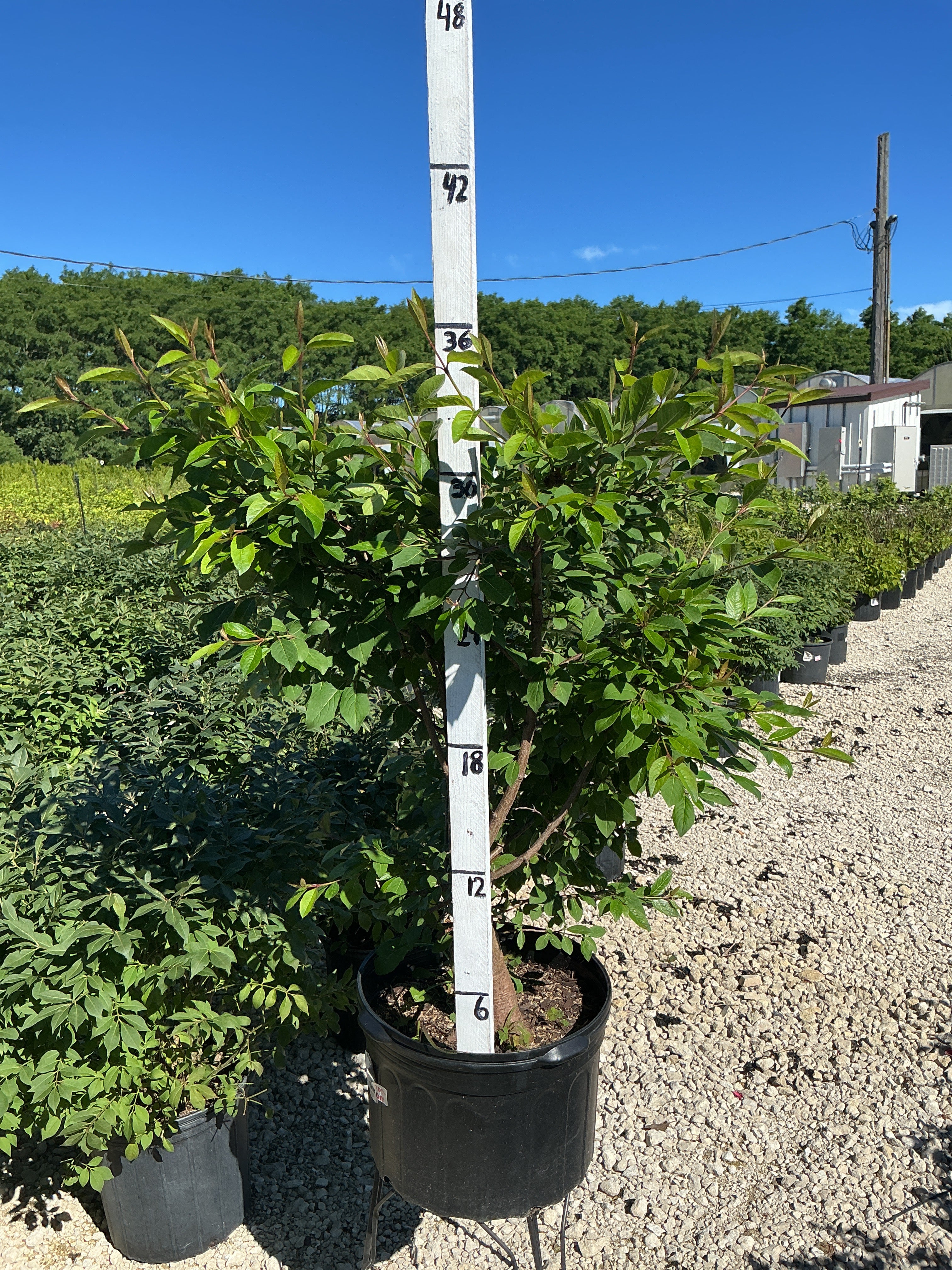 Viburnum Blackhaw