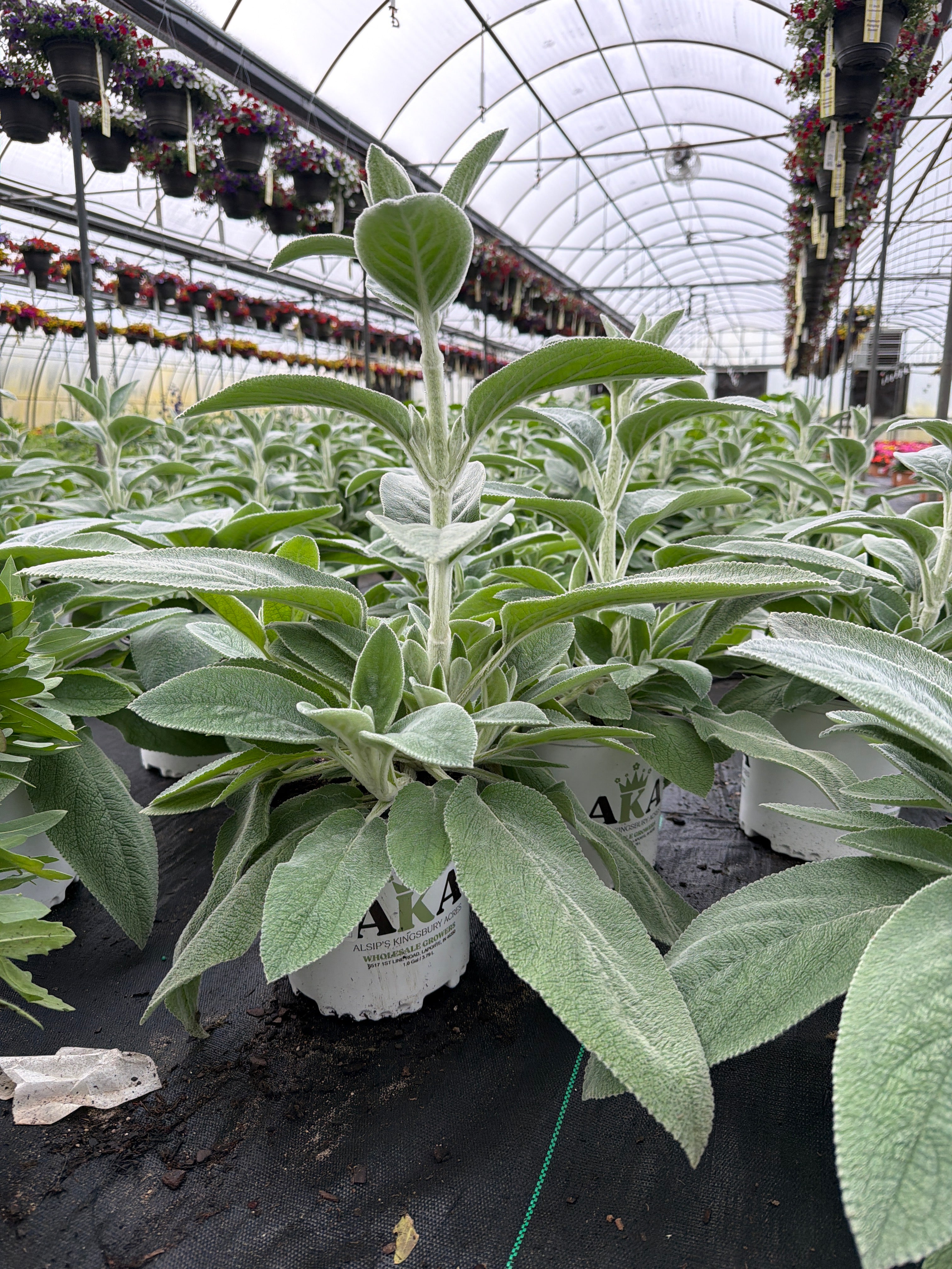 Stachys Hedgenettle Lambs Ear (Helen Von Stein)