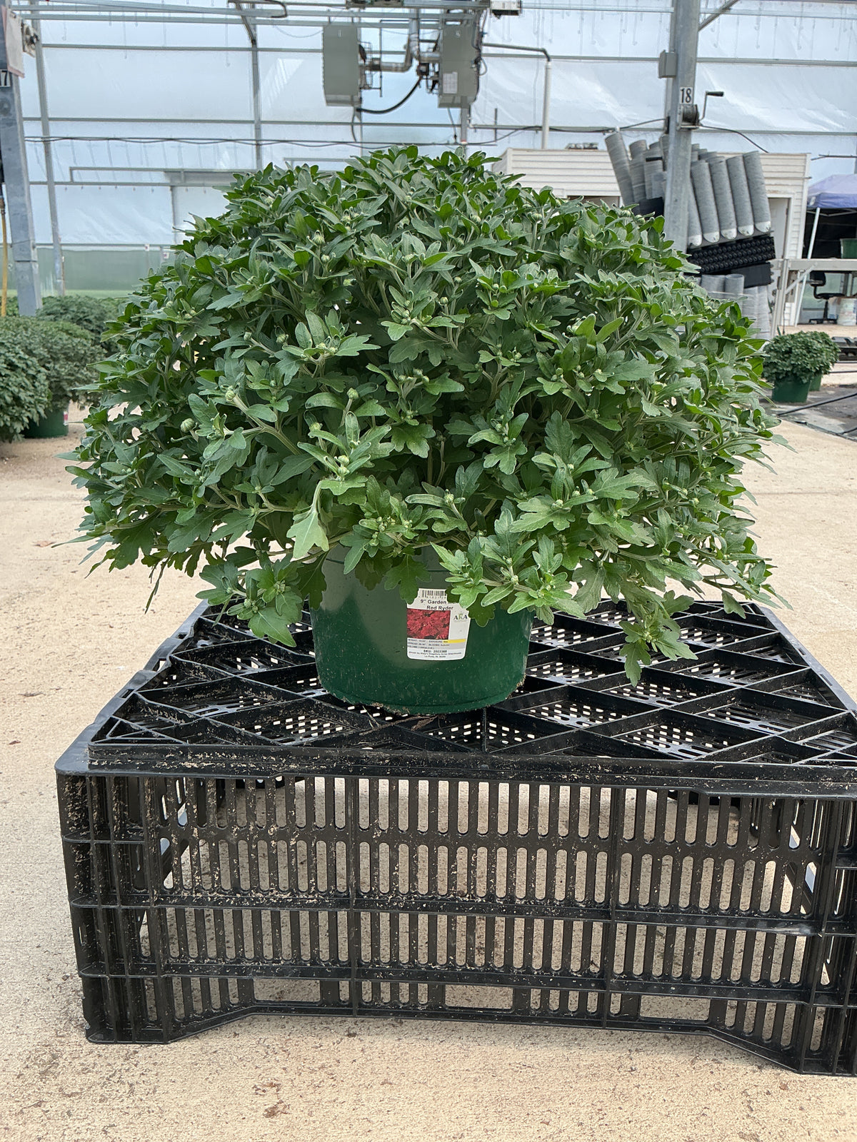 Red Ryder - 9"x6" Potted Garden Mum