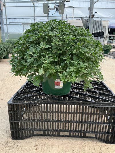Red Ryder - 9"x6" Potted Garden Mum
