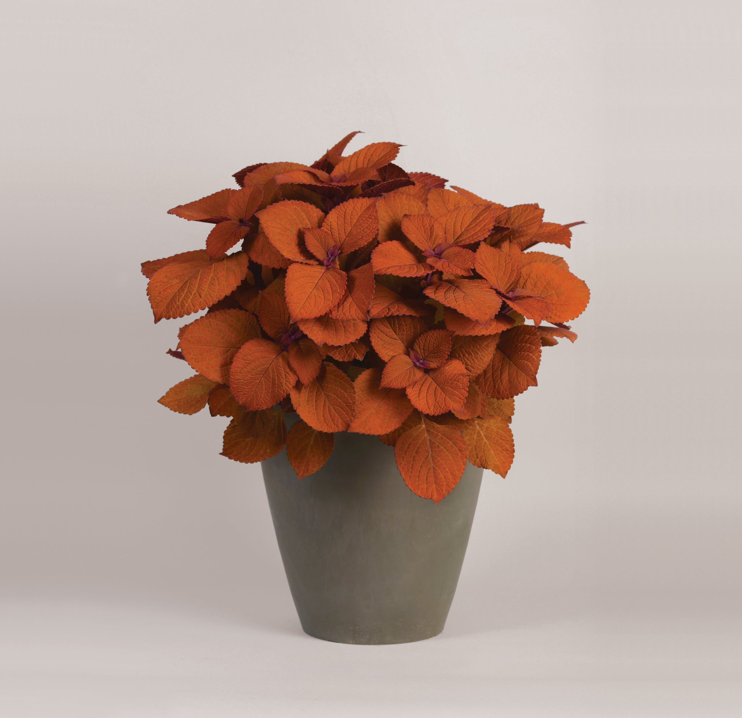 Coleus Campfire - 4.33" Premium Annual