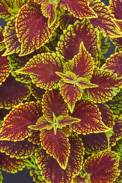 Coleus Coleosaurus - 4.33" Premium Annual