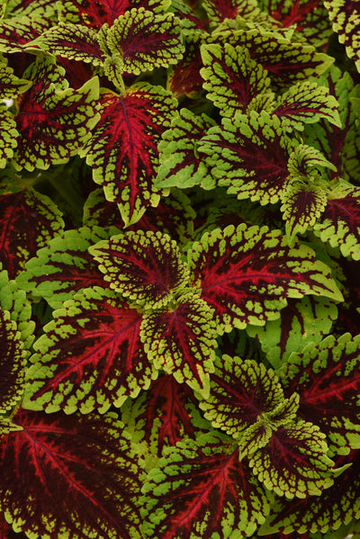 Coleus Dragon Heart - 4.33" Premium Annual
