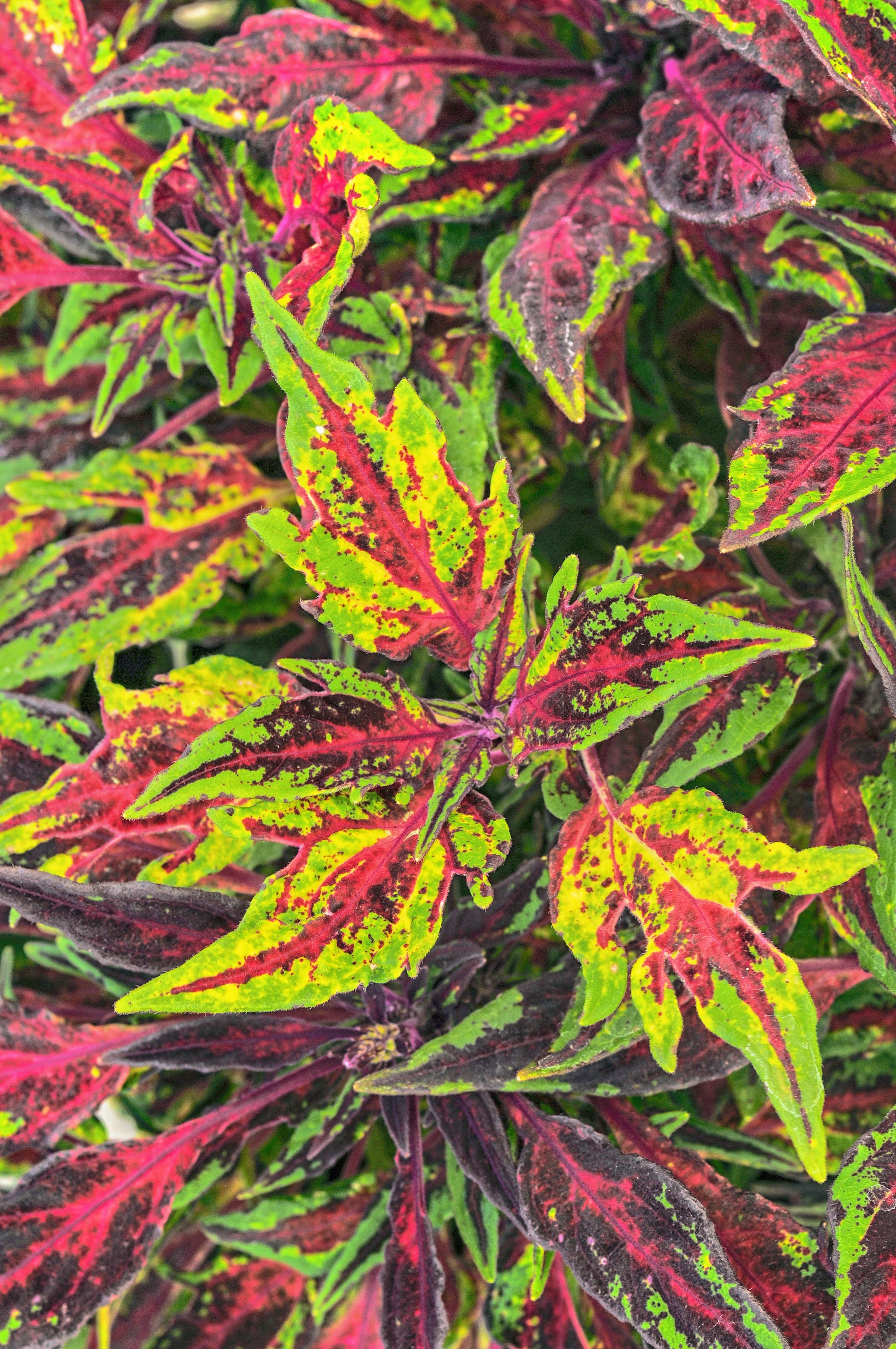 Coleus Chili Pepper - 4.33" Premium Annual
