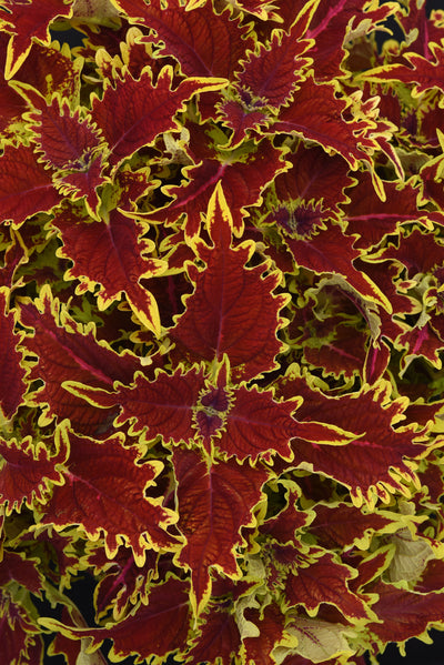 Coleus Copperhead - 4.33" Premium Annual