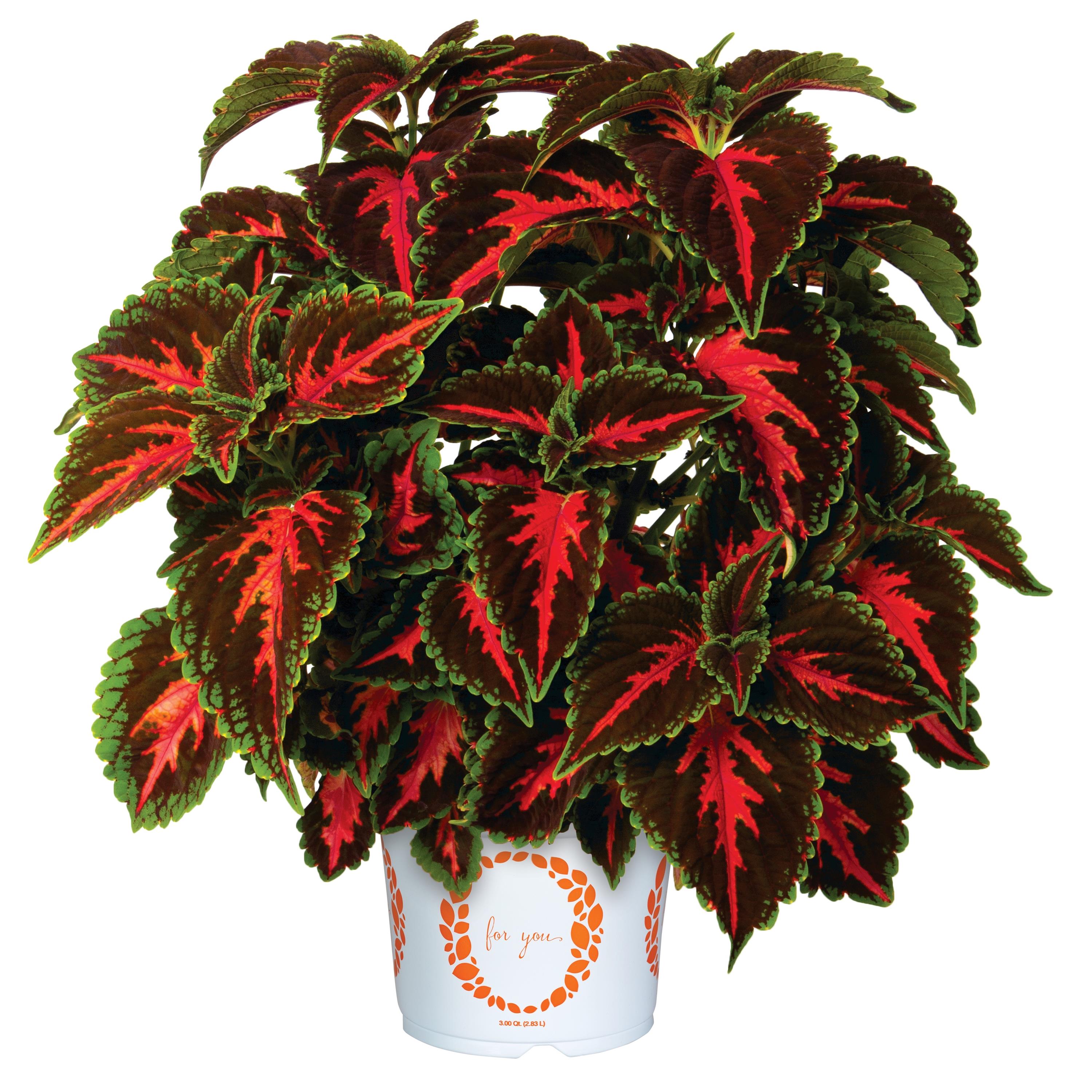 Coleus Franklin Street - 4.33" Premium Annual