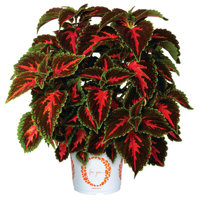 Coleus Franklin Street - 4.33" Premium Annual