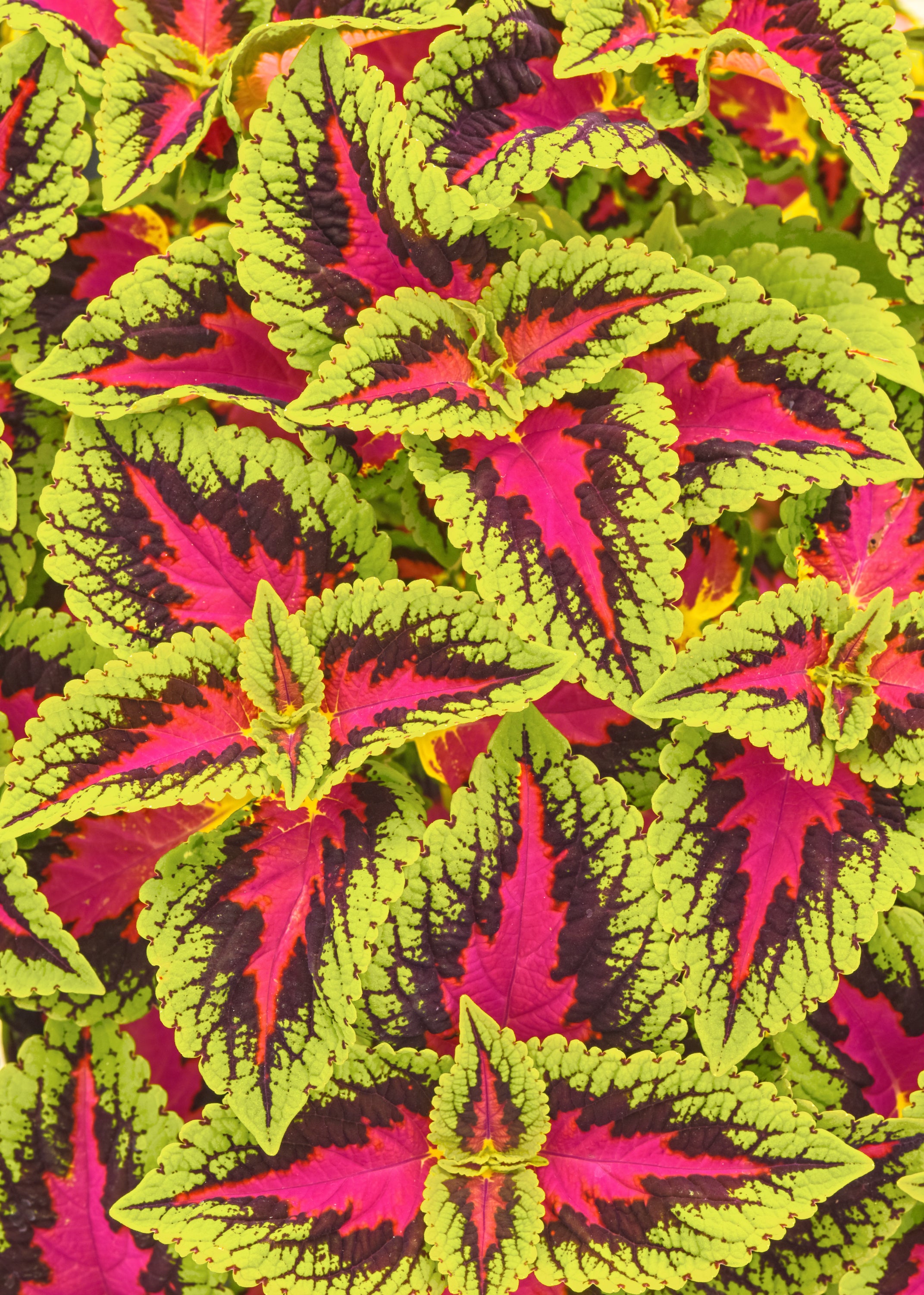 Coleus French Quarter - 4.33" Premium Annual