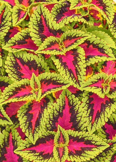 Coleus French Quarter - 4.33" Premium Annual