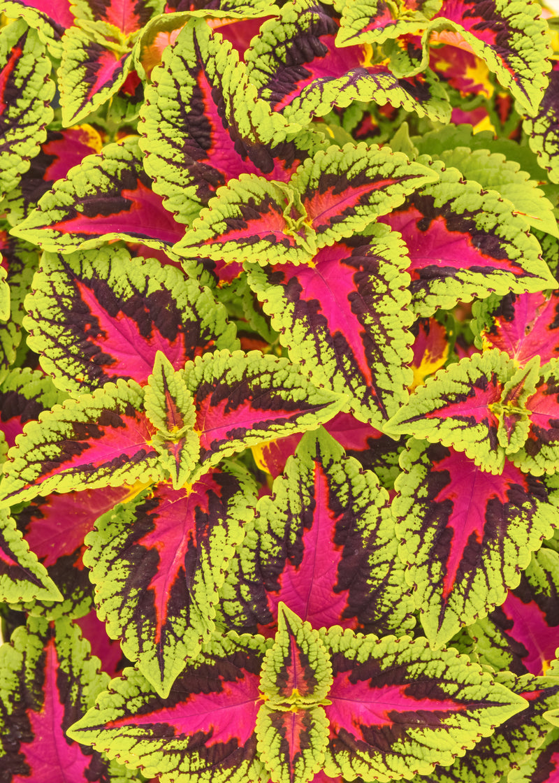 Coleus French Quarter - 4.33" Premium Annual