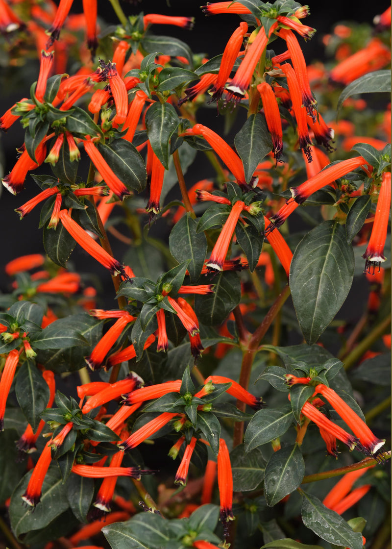 Cuphea Cherry Bells - 4.33" Premium Annual