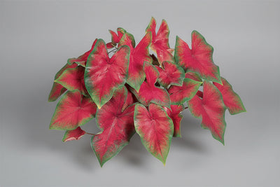 Caladium Red