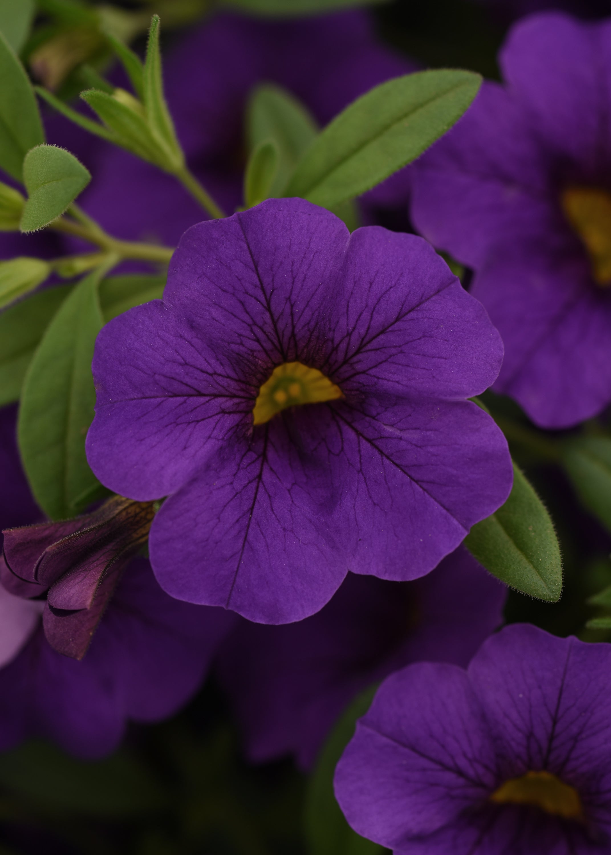 Calibrachoa Cabaret Blue Midnight - 4.33" Premium Annual