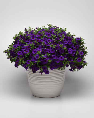 Calibrachoa Cabaret Blue Midnight - 4.33" Premium Annual
