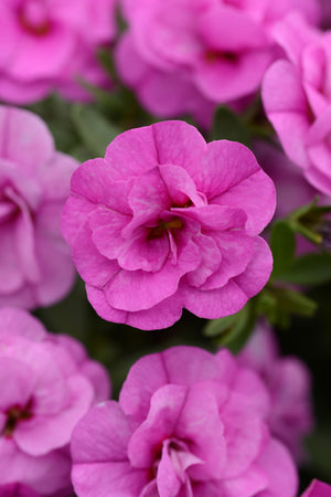 Calibrachoa MiniFamous Neo Double Pink - 11" Hanging Basket