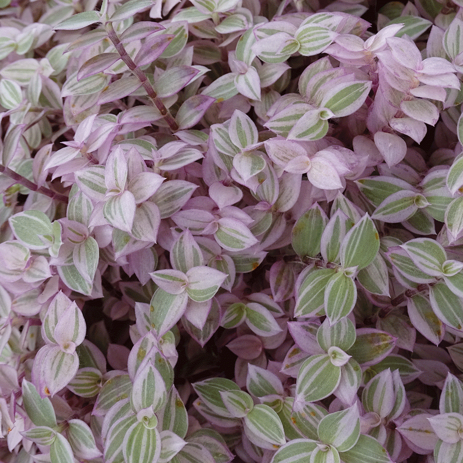Callisia repens Rosata - 2.5" Succulent