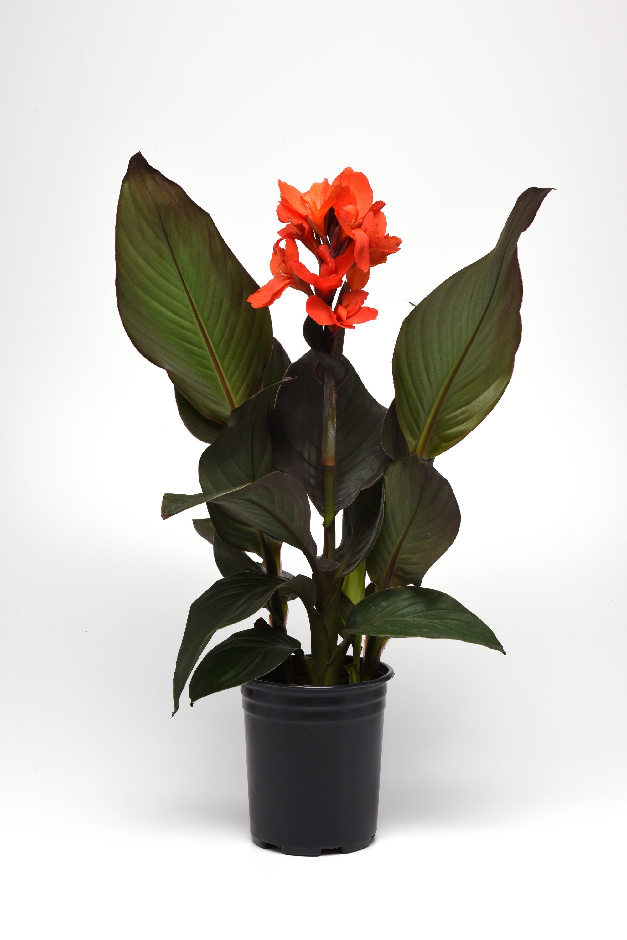 Canna Cannova Bronze Orange - 8" Planter