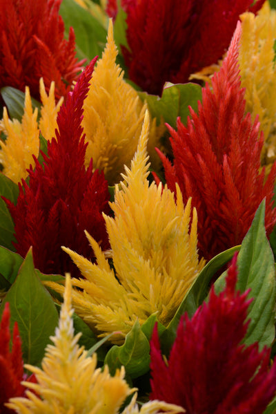 Celosia First Flame Mix - 4 Pack Annual