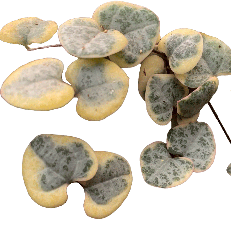 Ceropegia woodii Variegata - 2.5" Succulent