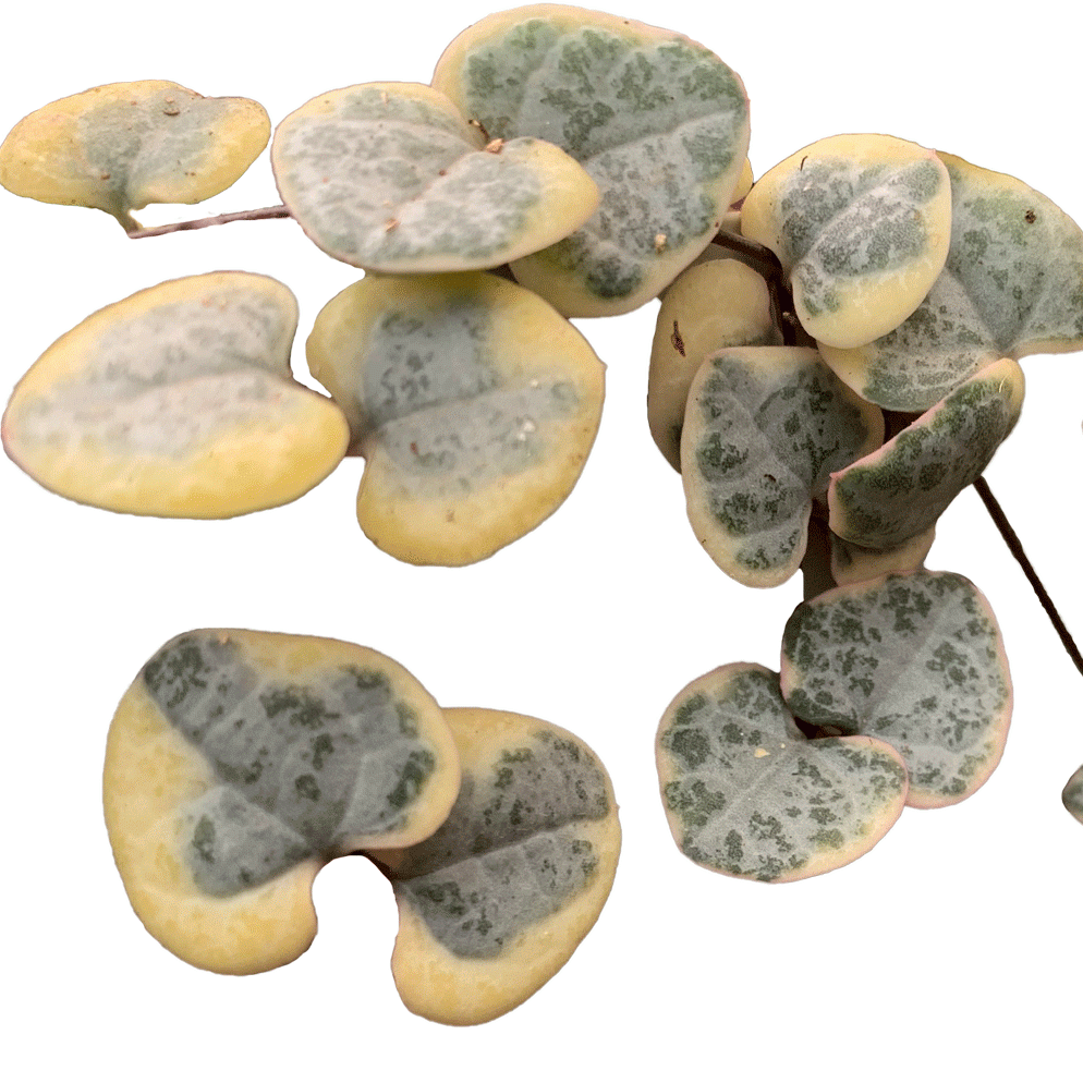 Ceropegia woodii Variegata - 2.5" Succulent