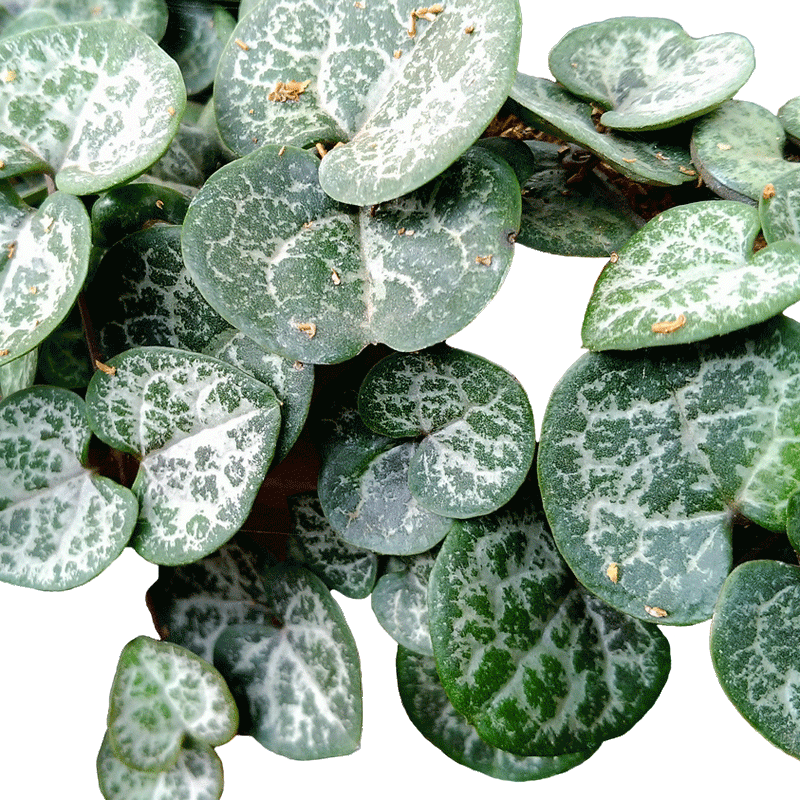 Ceropegia woodii - 2.5" Succulent