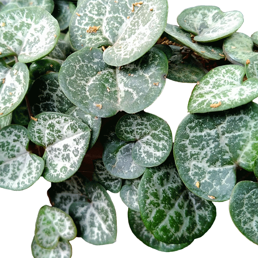 Ceropegia woodii - 2.5" Succulent